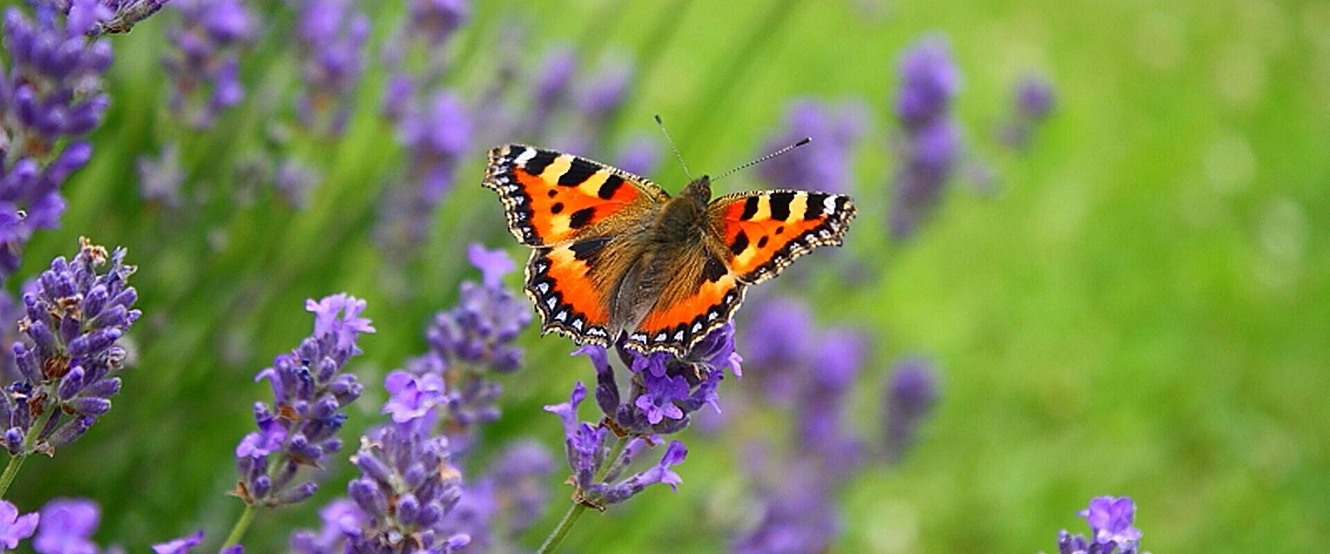 Schmetterling auf einer Pflanze sitzend